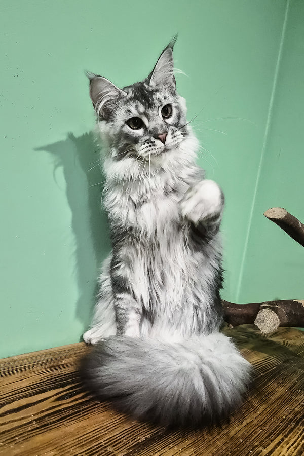 Norton | Maine Coon Kitten