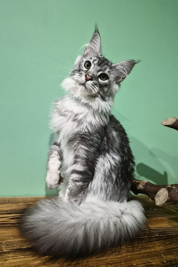 Norton | Maine Coon Kitten