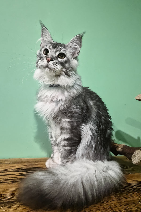 Norton | Maine Coon Kitten