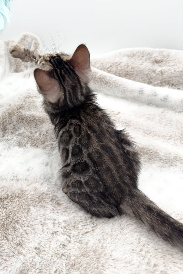 Nymeria | Bengal Kitten