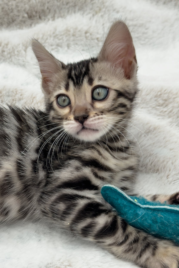 Nymeria | Bengal Kitten