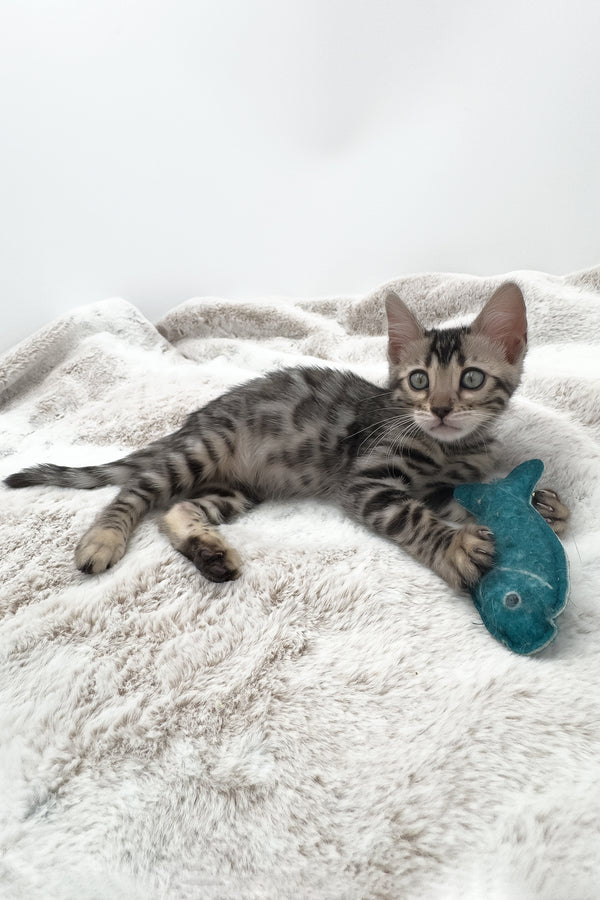 Nymeria | Bengal Kitten