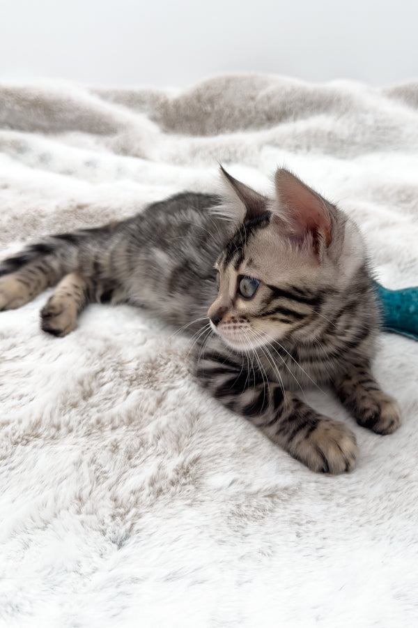 Nymeria | Bengal Kitten