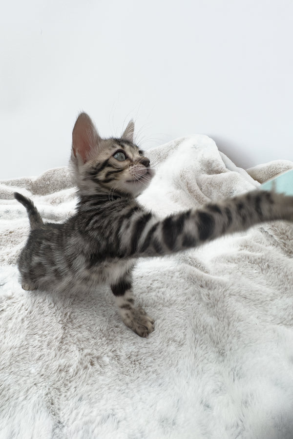 Nymeria | Bengal Kitten