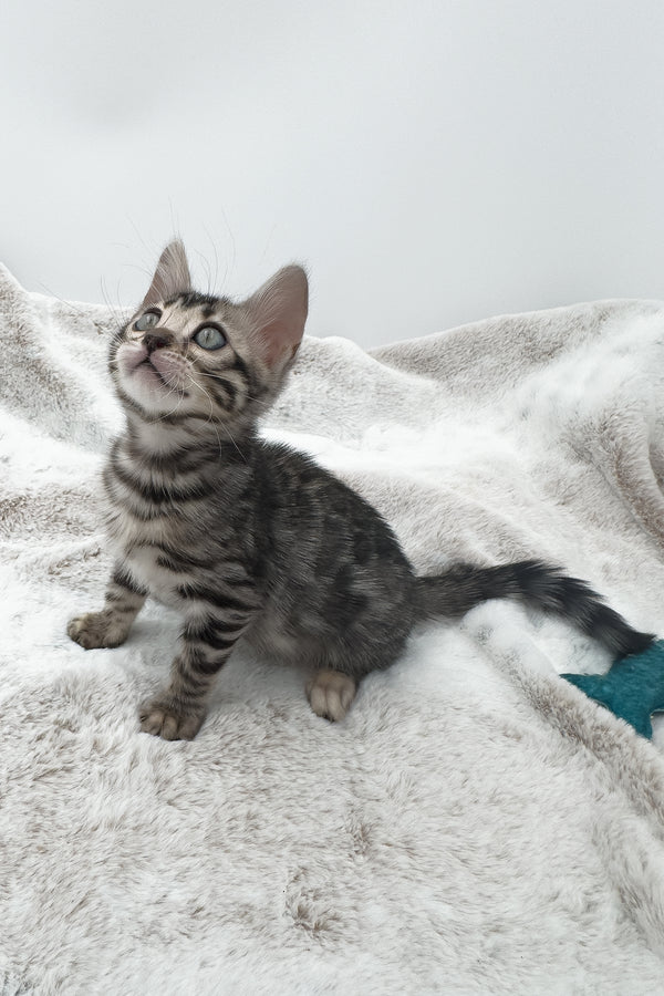 Nymeria | Bengal Kitten