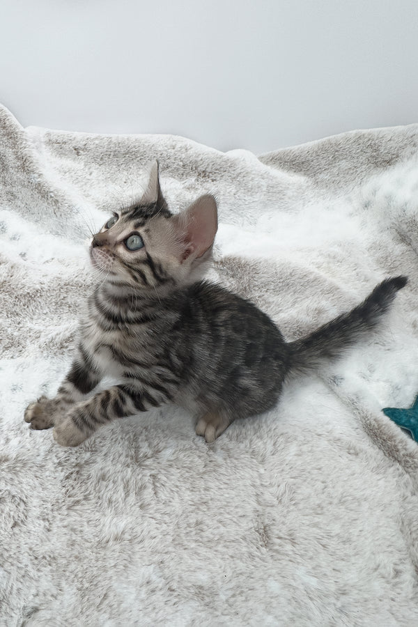 Nymeria | Bengal Kitten