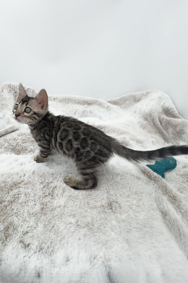 Nymeria | Bengal Kitten