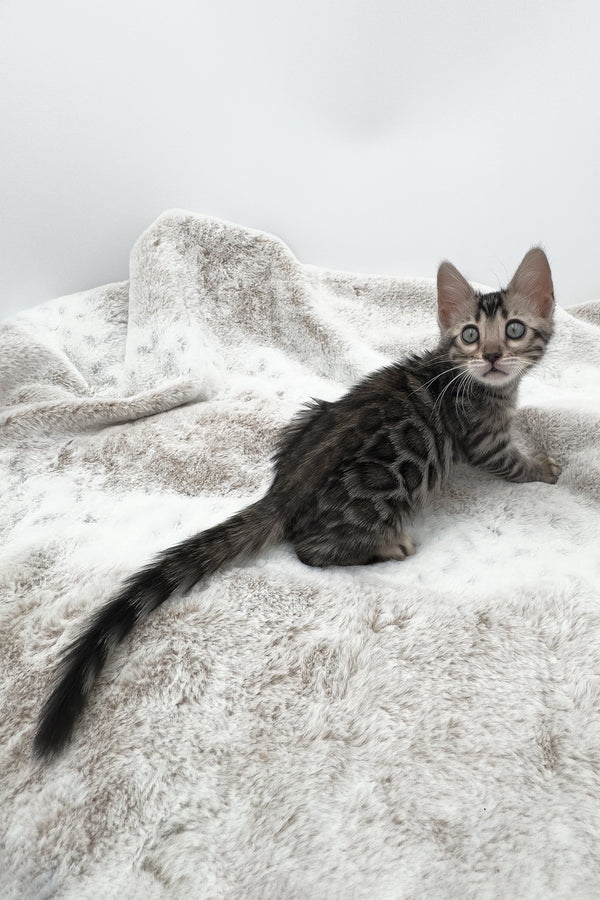 Nymeria | Bengal Kitten