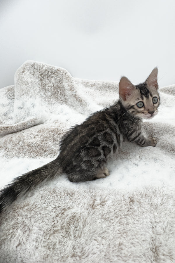 Nymeria | Bengal Kitten