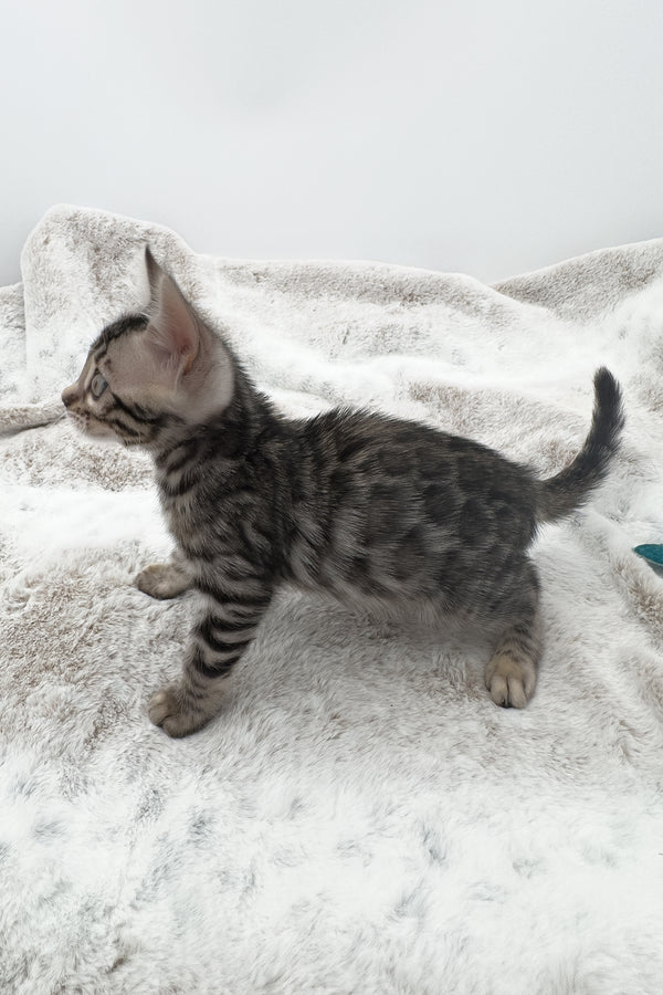 Nymeria | Bengal Kitten