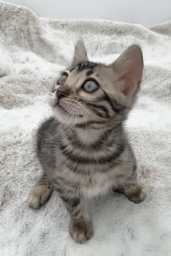Nymeria | Bengal Kitten
