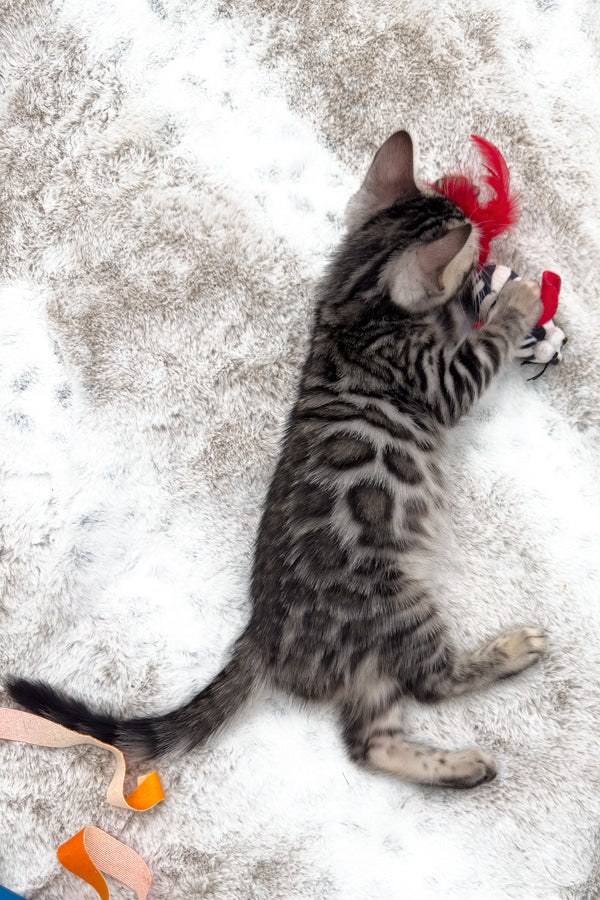 Nymeria | Bengal Kitten