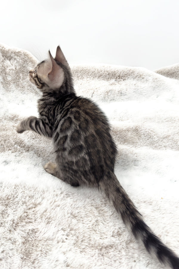 Nymeria | Bengal Kitten