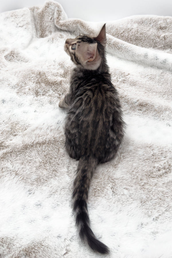 Nymeria | Bengal Kitten