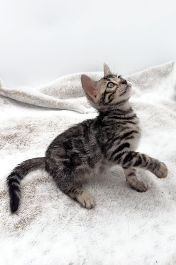 Nymeria | Bengal Kitten