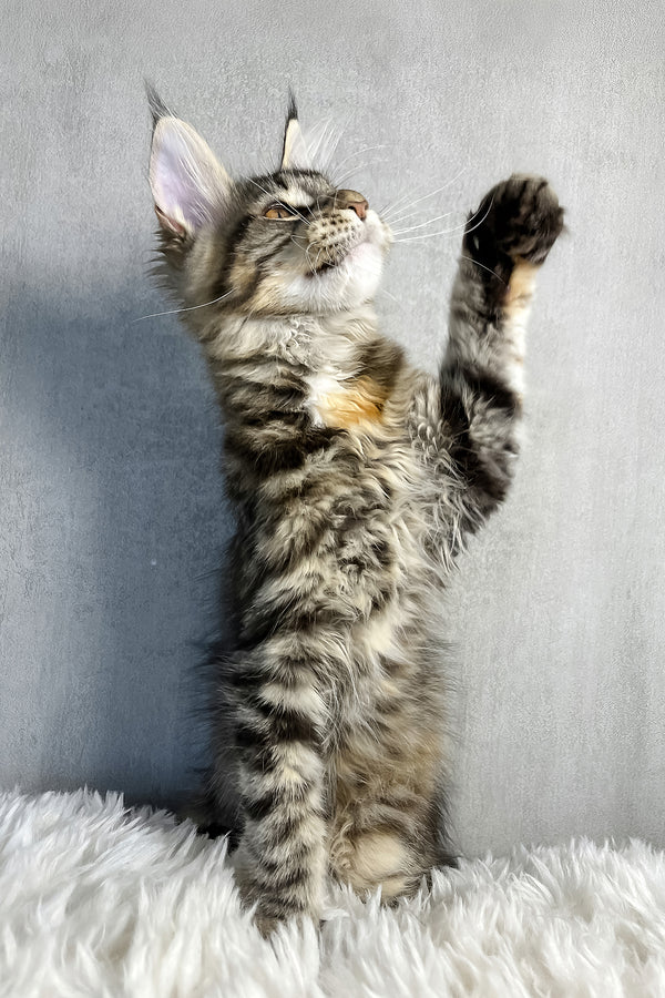 Ohara | Maine Coon Kitten