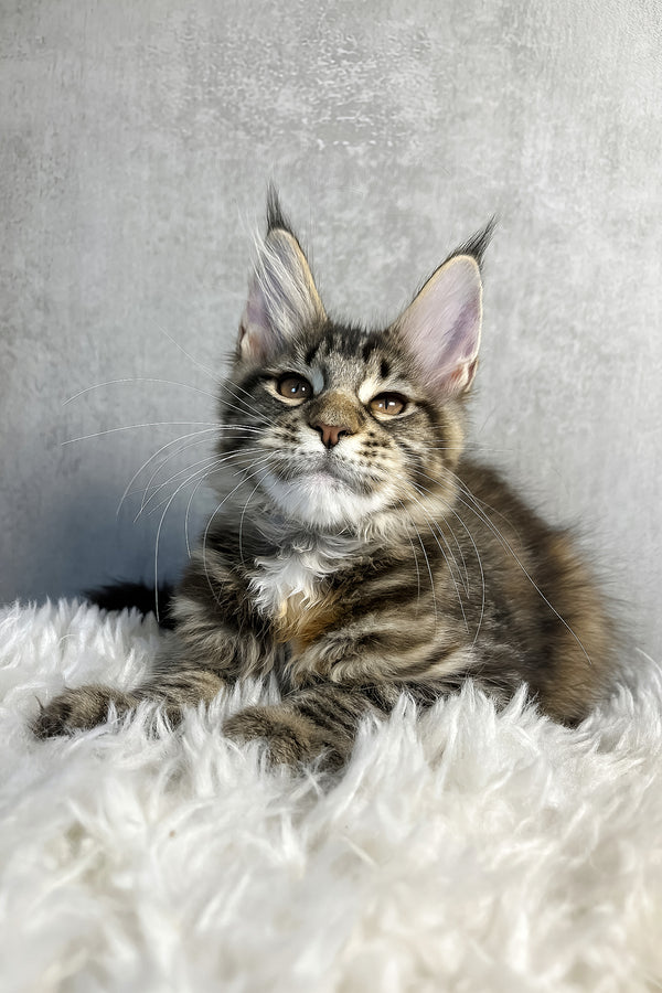 Ohara | Maine Coon Kitten