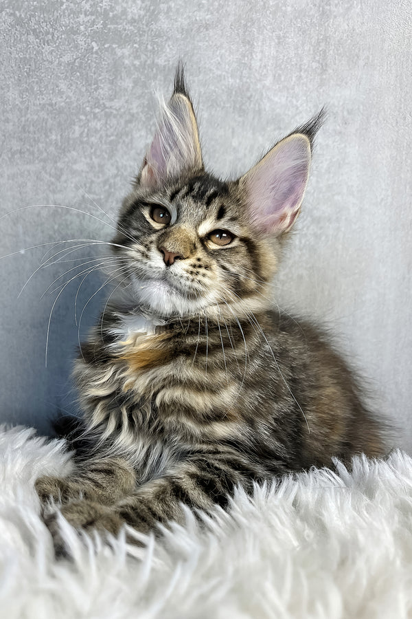 Ohara | Maine Coon Kitten
