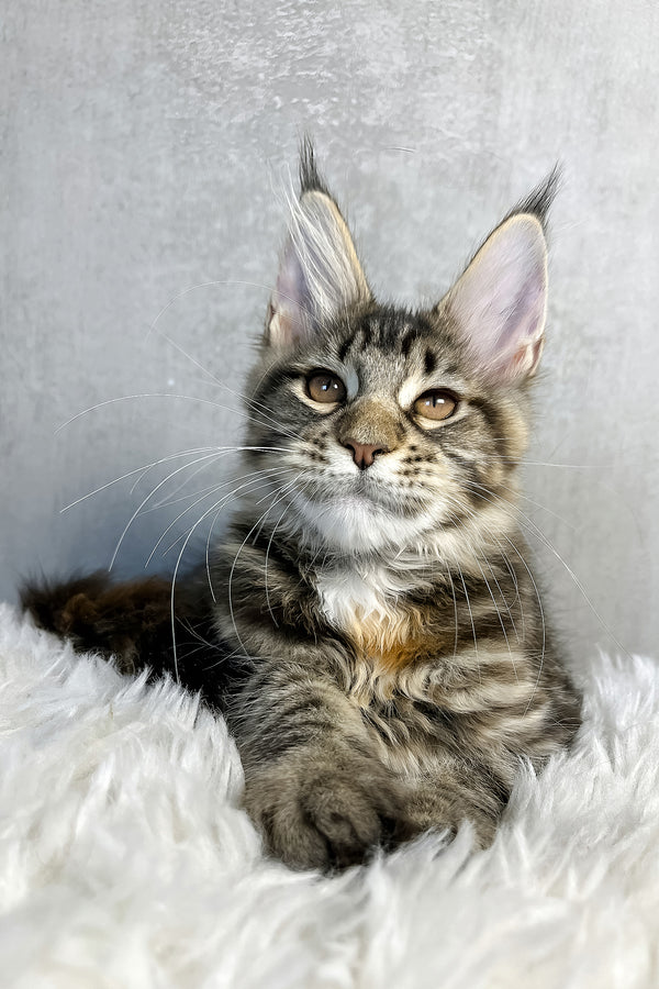 Ohara | Maine Coon Kitten