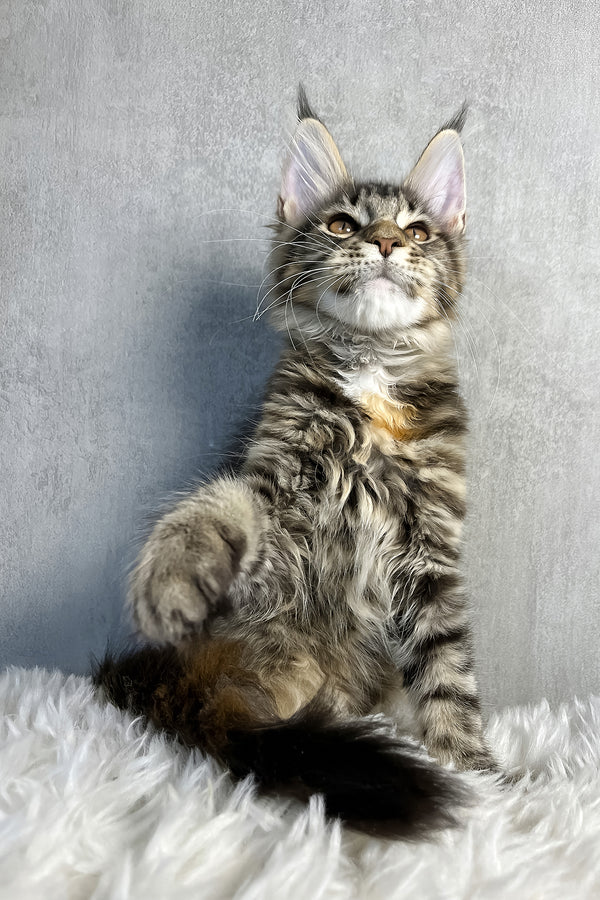 Ohara | Maine Coon Kitten