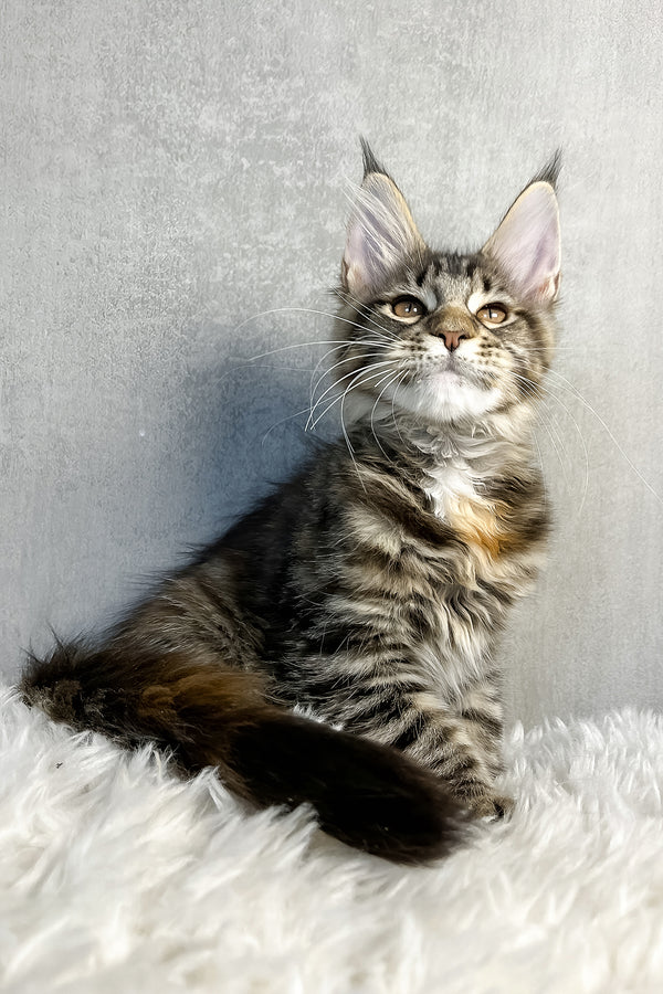 Ohara | Maine Coon Kitten