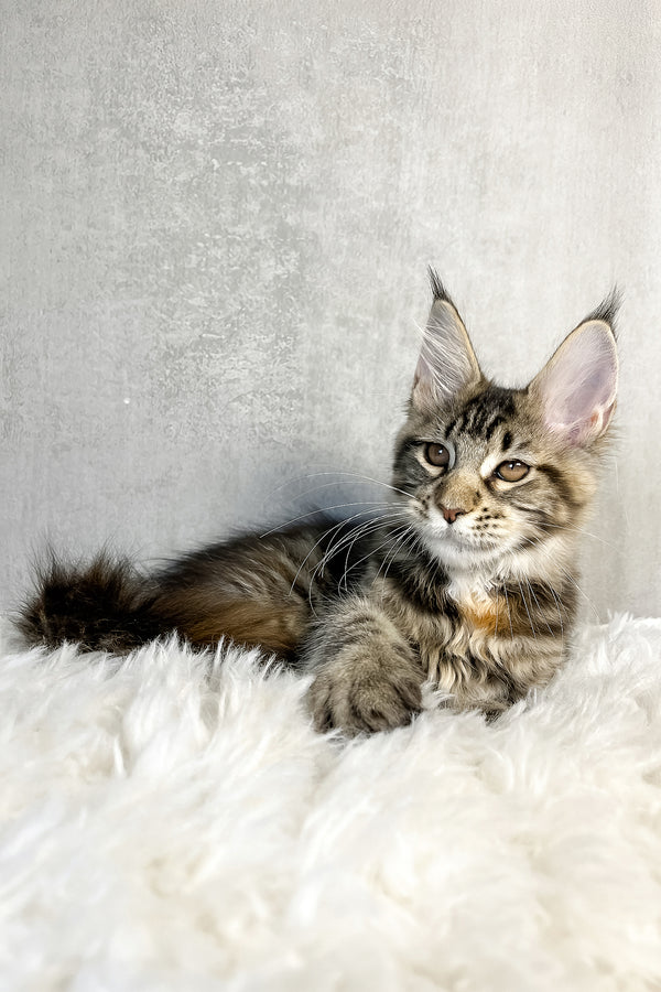 Ohara | Maine Coon Kitten