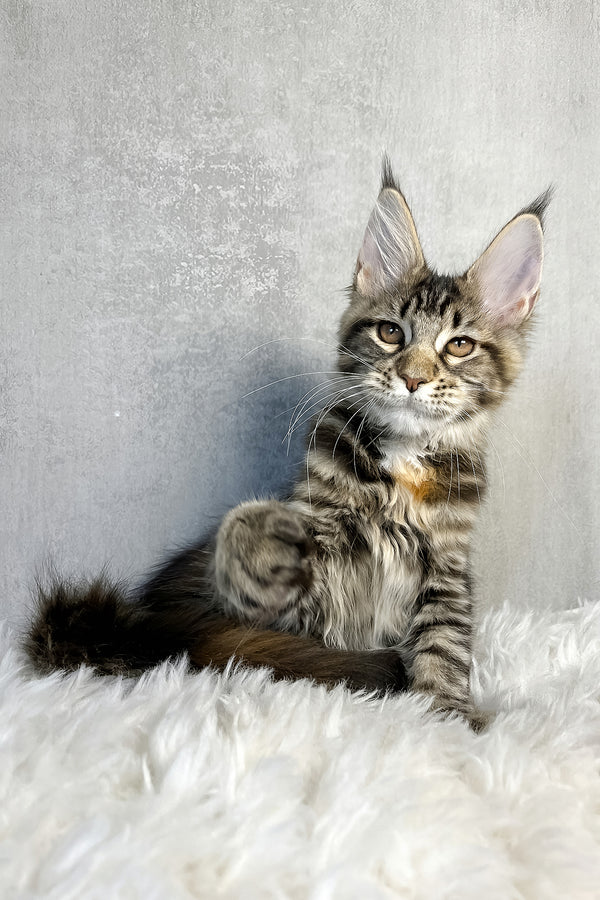 Ohara | Maine Coon Kitten