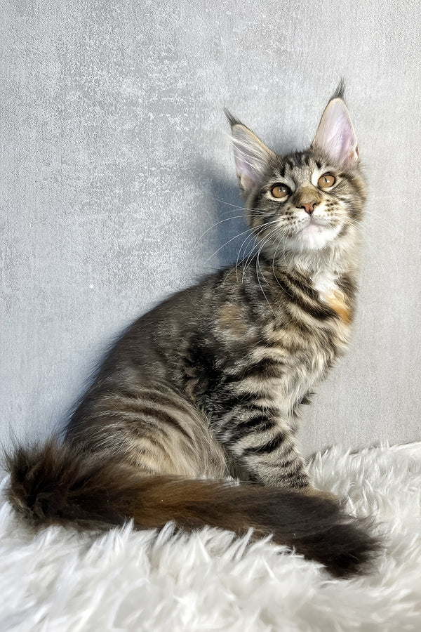 Ohara | Maine Coon Kitten