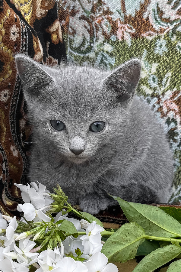 Olena | Russian Blue Kitten
