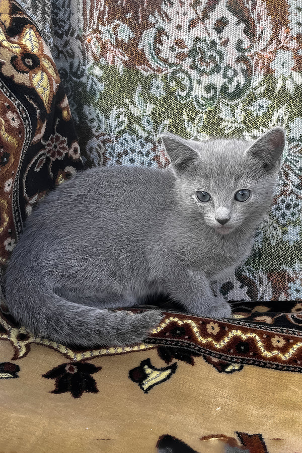 Olena | Russian Blue Kitten