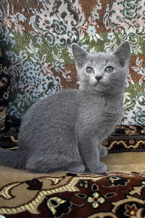 Olena | Russian Blue Kitten