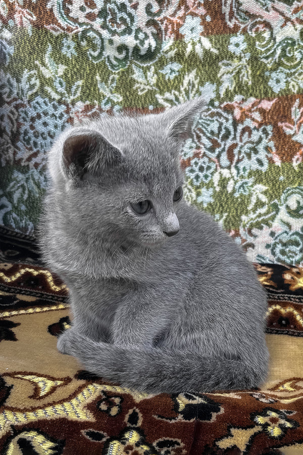 Olena | Russian Blue Kitten