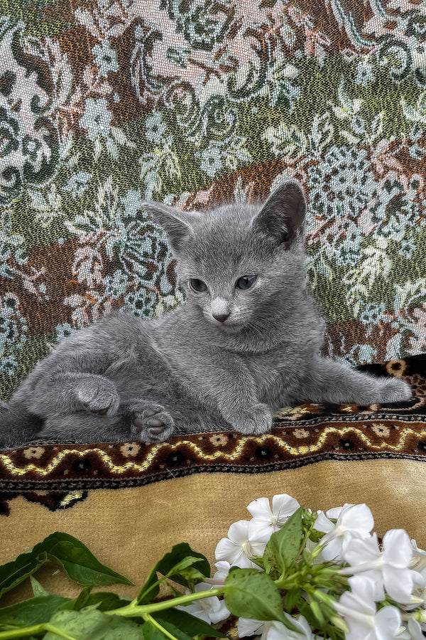 Olena | Russian Blue Kitten