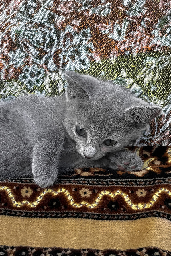 Olena | Russian Blue Kitten