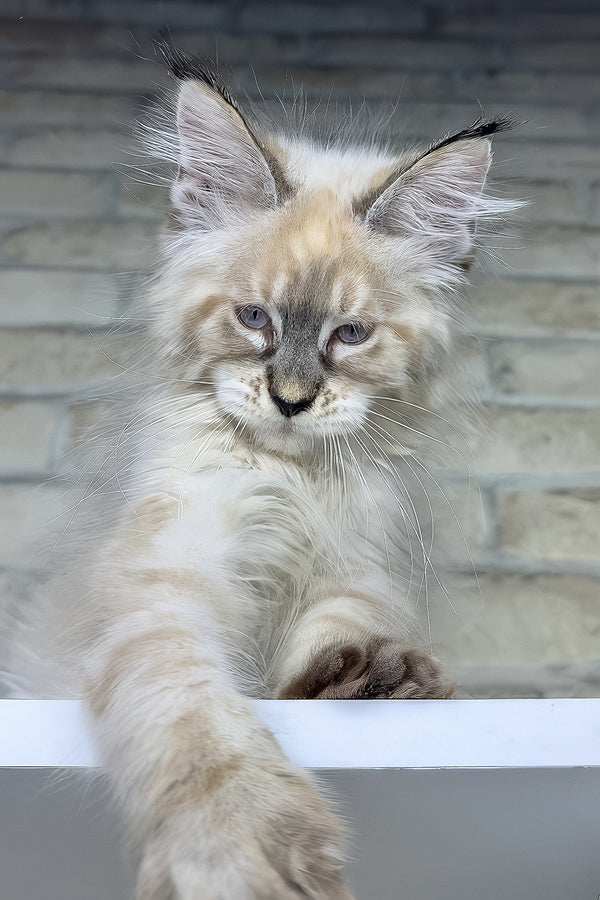 Oliver | Maine Coon Kitten