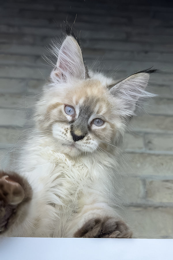 Oliver | Maine Coon Kitten