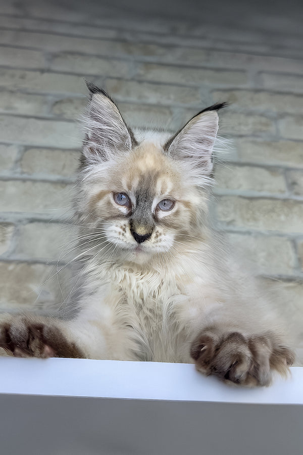 Oliver | Maine Coon Kitten