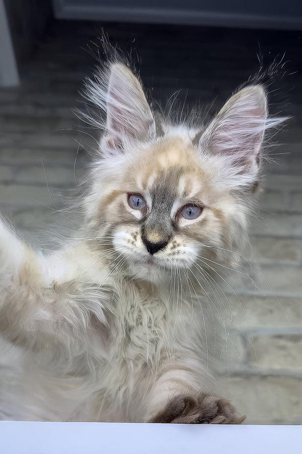 Oliver | Maine Coon Kitten