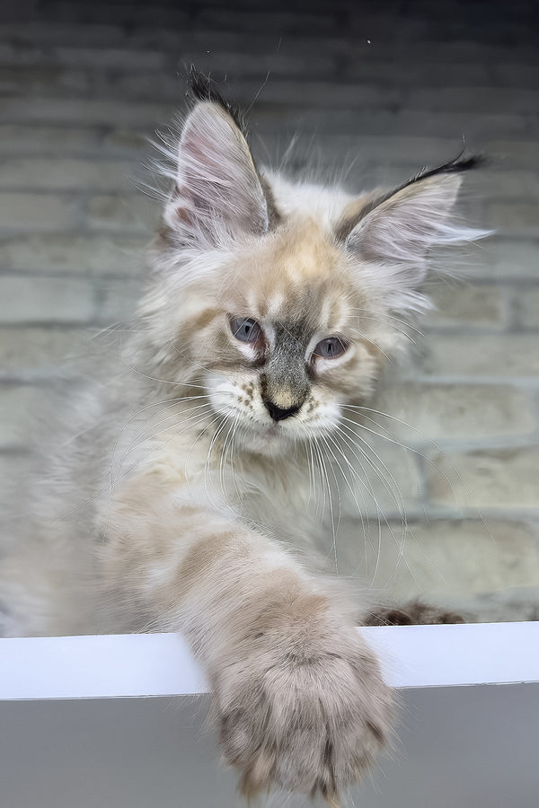 Oliver | Maine Coon Kitten