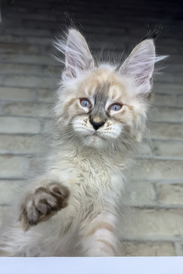 Oliver | Maine Coon Kitten