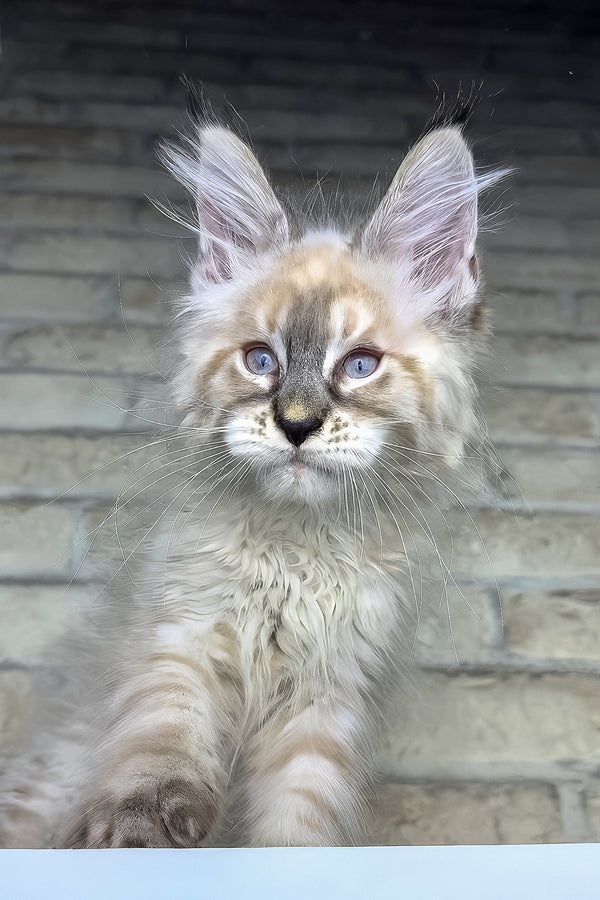 Oliver | Maine Coon Kitten