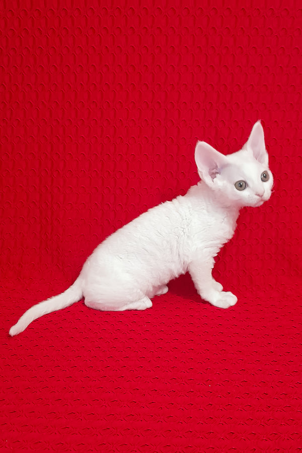 Orion | Devon Rex Kitten