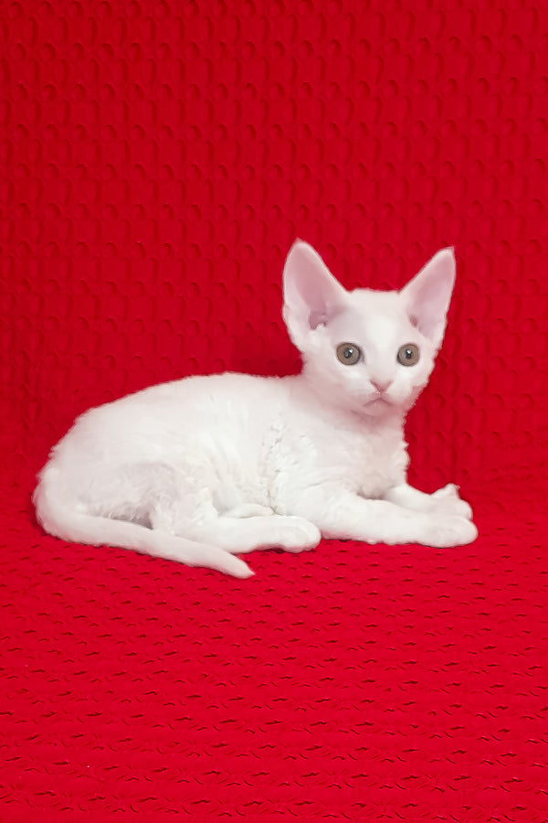 Orion | Devon Rex Kitten