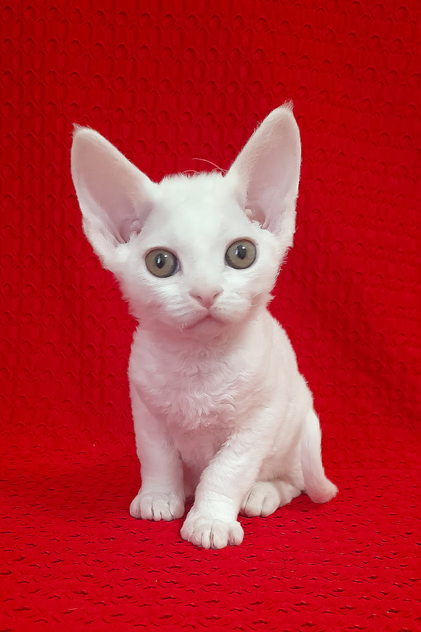 Orion | Devon Rex Kitten