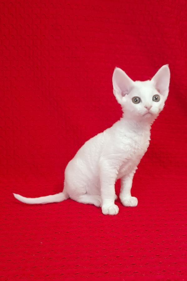 Orion | Devon Rex Kitten