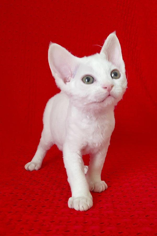 Orion | Devon Rex Kitten