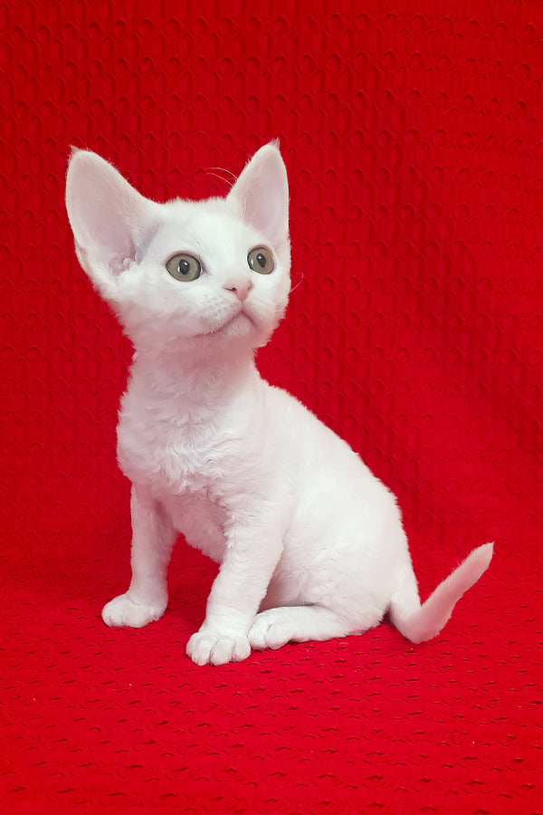 Orion | Devon Rex Kitten