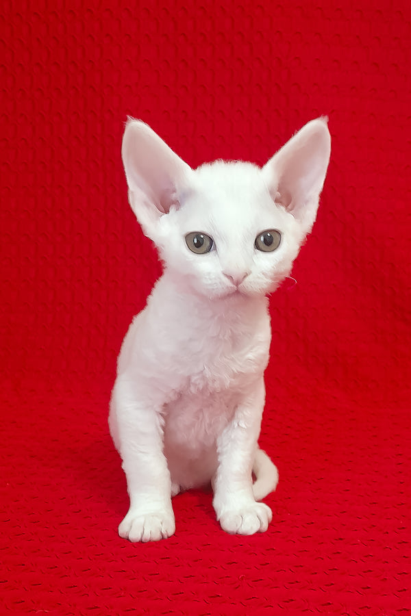Orion | Devon Rex Kitten