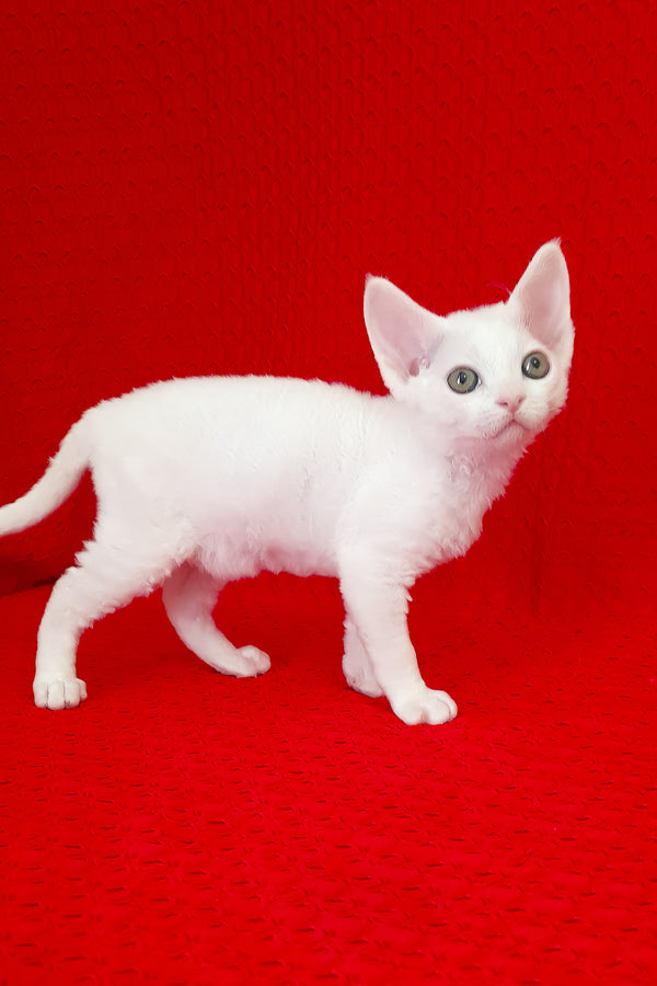 Orion | Devon Rex Kitten