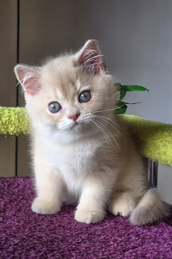 Oliver | British Shorthair Kitten
